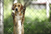 5 questions à se poser avant d’adopter un chien 5 questions à se poser avant d’adopter un chien